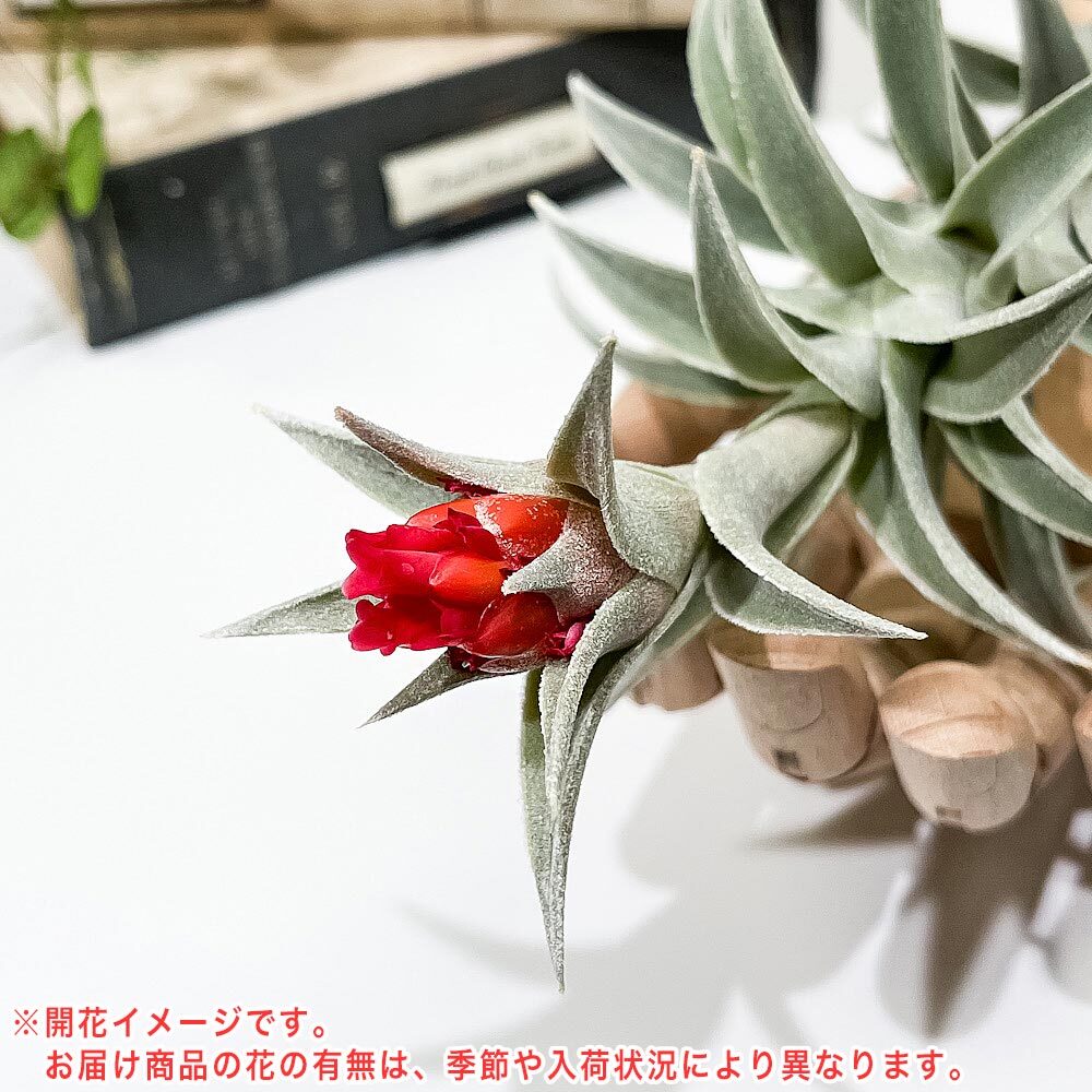 PLANCHU エアプランツ ティランジア エディシアエ Lサイズ 1株 W10×H15cm前後 育て方説明書付き Tillandsia edithae エアープランツ チランジア
