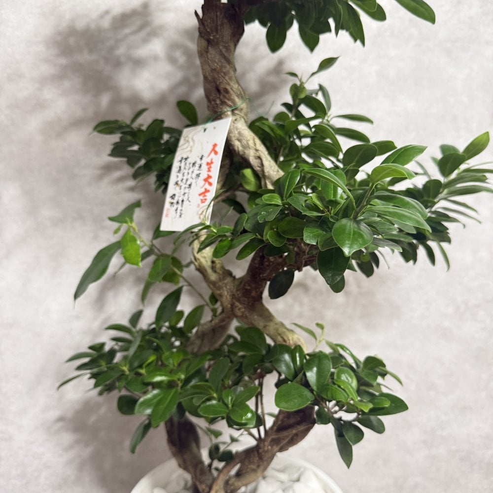 ガジュマル 観葉植物 八の字 8号鉢苗 大型 盆栽 末広がりの8の字 室内 珍しい 希少種 多幸の木 幸福をもたらす精霊が住むガジュマルの木 おしゃれなインテリア 結婚祝い 新築祝い 開店祝い 開業祝い 誕生日 母の日 父の日 記念日 プレゼントギフト 肥料別売り 敬老の日
