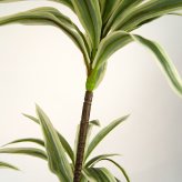 観葉植物 造花 ソングオブジャマイカ BROWN 全高約180cm 大型 フェイクグリーン 高級 本物そっくり リアル おしゃれ スタイリッシュ インテリア 人工観葉植物 アーティフィシャルグリーン モダン オフィス 店舗 ホテル 開店祝い 室内 リビング 玄関 風水 ドラセナ