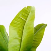 観葉植物 造花 バナナ BROWN 全高約130cm 大型 フェイクグリーン 本物そっくり おしゃれ インテリア 人工観葉植物 アーティフィシャルグリーン オフィス 店舗 ホテル 開店祝い 室内 バナナツリー トロピカル フェイク