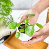 PLANCHU 観葉植物 ピレア ペペロミオイデス 3号丸鉢 受け皿付き 育て方説明書付き Pilea peperomioides パンケーキプランツ