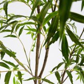 観葉植物 造花 マホニア コンフューサ BROWN 全高約150cm 大型 フェイクグリーン 本物そっくり おしゃれ インテリア 人工観葉植物 アーティフィシャルグリーン オフィス 店舗 ホテル 開店祝い 室内 ナリヒラヒイラギナンテン フェイク