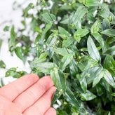 PLANCHU 観葉植物 ギバシス ブライダルベール 5号吊り鉢 育て方説明書付き Gibasis pellucida ペルキダ 鉢花