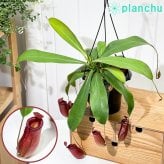 PLANCHU 食虫植物 ネペンテス レディラック 5号吊り鉢 育て方説明書付き Nepenthes ‘Lady Luck’ ウツボカズラ