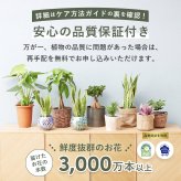 選べる 観葉植物 ポトス & アイビー ガジュマル &サンスベリア お試し 2点 セット 鉢付き 3号 ミニサイズ 幸運の木 風水 インテリア 室内 オシャレ 70代 あす楽 翌日配送  オフィス 開店祝い 結婚式 新築祝い 就職祝い 開業祝い