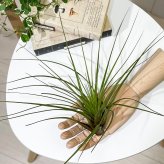 PLANCHU エアプランツ ティランジア トリコロール Lサイズ 1株 W25×H25cm前後 育て方説明書付き Tillandsia tricolor エアープランツ チランジア
