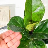 PLANCHU 観葉植物 フィカス リラータ 4号鉢 受け皿付き 育て方説明書付き Ficus lyrata カシワバゴムノキ ゴムノキ ゴムの木