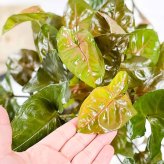 PLANCHU 観葉植物 シンゴニウム マリア 6号鉢 受け皿付き 育て方説明書付き Syngonium podophyllum ‘Maria’ アロイド