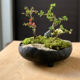 ご両親へ感謝を込めて贈る【紅白長寿梅（コウハクチョウジュバイ）の盆栽・真山茜　炭化焼き締め鉢】小粋な祝鶴模様の風呂敷ラッピング