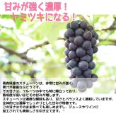 青森県産スチューベンぶどう　秀品（贈答・御歳暮等）　4ｋｇ　送料無料！