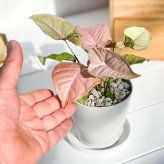 PLANCHU 観葉植物 シンゴニウム ネオン 3.5号鉢 受け皿付き 育て方説明書付き Syngonium podophyllum ‘Neon’ アロイド