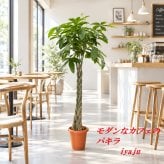 パキラ　１０号　オシャレな観葉植物　トロピカル　南国　ギフト
