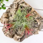 PLANCHU エアプランツ ティランジア イオナンタ フエゴ クランプ 1株 W8×H8cm前後 育て方説明書付き Tillandsia ionantha ‘Fuego’ エアープランツ チランジア 群生株