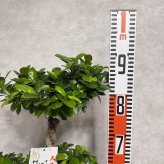 ガジュマル 観葉植物 八の字 8号鉢苗 大型 盆栽 末広がりの8の字 室内 珍しい 希少種 多幸の木 幸福をもたらす精霊が住むガジュマルの木 おしゃれなインテリア 結婚祝い 新築祝い 開店祝い 開業祝い 誕生日 母の日 父の日 記念日 プレゼントギフト 肥料別売り 敬老の日