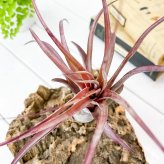 PLANCHU エアプランツ ティランジア ラブノット 1株 W20×H20cm前後 育て方説明書付き Tillandsia ‘Love Knot’ エアープランツ チランジア