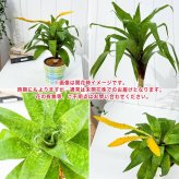 PLANCHU 観葉植物 フリーセア オスピナエ 4号鉢 受け皿付き 育て方説明書付き Vriesea ospinae ブロメリア