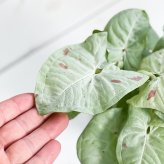 PLANCHU 観葉植物 シンゴニウム コンフェッティ 3.5号鉢 受け皿付き 育て方説明書付き Syngonium podophyllum ‘Confetti’ ダズルカラー アロイド