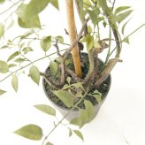 観葉植物 造花 ライベリー BROWN 全高約105cm 中型 フェイクグリーン 本物そっくり おしゃれ インテリア 人工観葉植物 アーティフィシャルグリーン オフィス 店舗 ホテル 開店祝い 室内 インテリアグリーン 枝もの フェイク
