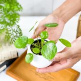 PLANCHU 観葉植物 ピレア ペペロミオイデス 3号丸鉢 受け皿付き 育て方説明書付き Pilea peperomioides パンケーキプランツ