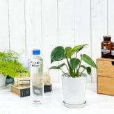 PLANCHU 観葉植物 モンステラ 4号鉢 受け皿付き 育て方説明書付き Monstera アロイド