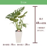 モンステラ 6号 角陶器 高さ約65cm 観葉植物