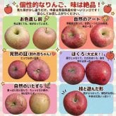 【新品種・希少】青森県産　りんご　家庭用　華宝（かほう）　大玉　10kg　24～40玉　送料無料！