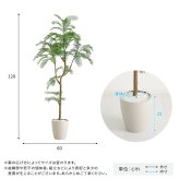 お手入れ簡単 フェイクグリーン エバーフレッシュ Sサイズ(120cm) 新築祝い 開店祝い