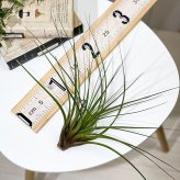 PLANCHU エアプランツ ティランジア トリコロール Lサイズ 1株 W25×H25cm前後 育て方説明書付き Tillandsia tricolor エアープランツ チランジア