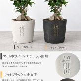 【植樹の儀オリーブ】送料無料// 結婚証明書 名入れ ゲスト参加型 植樹の儀 植樹セレモニー オリーブ植樹 オリーブの樹 記念樹  ウェディング 結婚式 ウェルカムスペース 結婚式準備 プレ花嫁 結婚式演出 観葉植物 おしゃれ