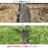 クラピアK7（白） ポット苗10株 すくすくシート14平米+J字型ピン100本　肥料 活力剤2種、完全植栽マニュアル2種付き クラピア 芝桜 雑草対策 グランドカバー マルチング イワダレソウ（改良種）