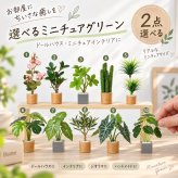 ミニチュア 観葉植物 選べる2点セット フェイクグリーン 鉢植え ドールハウス ジオラマ ミニチュア雑貨 インテリア 撮影小物 デスク 飾り ハンドメイド