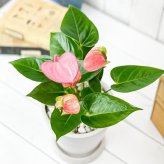 PLANCHU 観葉植物 アンスリウム ピンク 5号樹脂鉢 ホワイト サスティー付き 受け皿付き 育て方説明書付き Anthurium andraeanum cv. アンスリューム アロイド 鉢花