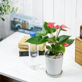 PLANCHU 観葉植物 アンスリウム ピンク 4号鉢 受け皿付き 育て方説明書付き Anthurium andraeanum cv. アンスリューム アロイド 鉢花