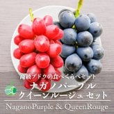 長野県産 ナガノパープル クイーンルージュ 各2房 【4房】 ｜ 1房約450-500g ｜ ぶどう 国産フルーツ 贈答用 ギフト プレゼント