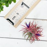 PLANCHU エアプランツ ティランジア イオナンタ ハムエムラ クランプ 1株 W7×H7cm前後 育て方説明書付き Tillandsia ionantha ‘Hamuemula’ エアープランツ チランジア