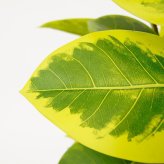 観葉植物 造花 フィカス アルテシマ BROWN 全高約175cm 大型 斑入り フェイクグリーン 高級 本物そっくり リアル おしゃれ インテリア 人工観葉植物 アーティフィシャルグリーン オフィス 店舗 ホテル 開店祝い 室内 リビング 玄関 風水 ゴムの木 アルテシーマ
