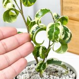 PLANCHU 観葉植物 フィカス ベンジャミン シタシオン 斑入り 3.5号鉢 受け皿付き 育て方説明書付き Ficus benjamina ‘Sitasion’ 幸運を呼ぶ木 ゴムノキ