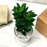 PLANCHU 観葉植物 フィカス ガジュマル ベビーリーフ 4号鉢 受け皿付き 育て方説明書付き Ficus ‘Baby Leaf’ 矮性ガジュマル 精霊の宿る木