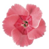 早春苗 ミーテ miite ピーチラテ 肥料付き 3号ポット花付き苗 花の苗 サントリーフラワーズ  ナデシコ属