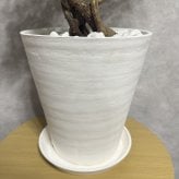 ガジュマル 観葉植物 八の字 8号鉢苗 大型 盆栽 末広がりの8の字 室内 珍しい 希少種 多幸の木 幸福をもたらす精霊が住むガジュマルの木 おしゃれなインテリア 結婚祝い 新築祝い 開店祝い 開業祝い 誕生日 母の日 父の日 記念日 プレゼントギフト 肥料別売り 敬老の日