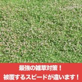 【肥料プレゼント中】 クラピア K5（薄桃） 9cmポット苗  80鉢セット 有機入り一発果菜肥料600gと完全植栽マニュアル付き イワダレソウ改良種 グランドカバー プランツ 雑草対策 庭 ガーデニング diy 緑化 おすすめ ガーデン 多年草 植物