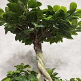 ガジュマル 観葉植物 八の字 8号鉢苗 大型 盆栽 末広がりの8の字 室内 珍しい 希少種 多幸の木 幸福をもたらす精霊が住むガジュマルの木 おしゃれなインテリア 結婚祝い 新築祝い 開店祝い 開業祝い 誕生日 母の日 父の日 記念日 プレゼントギフト 肥料別売り 敬老の日