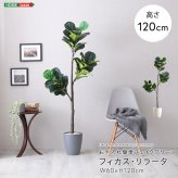 お手入れ簡単 フェイクグリーン フィカス・リラータ Sサイズ(120cm) 新築祝い 開店祝い