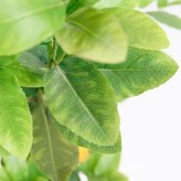 観葉植物 造花 レモンの木 BROWN 全高約183cm 大型 実付き フェイクグリーン 高級 本物そっくり リアル おしゃれ インテリア 人工観葉植物 アーティフィシャルグリーン オフィス 店舗 カフェ 開店祝い 室内 リビング 玄関 風水 果樹 檸檬