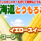 イエロースイートコーン 北海道 とうもろこし 8本入 送料無料 ※沖縄は送料別途加算