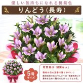 敬老の日 すぐ贈れるギフト 即日発送 ギフト プレゼント 花 生花 鉢植え 鉢花 カランコエ アザレア ベゴニア どら焼き スイーツ お菓子 和菓子 洋菓子 花とお菓子 60代 70代 80代 90代 おじいちゃん おばあちゃん 孫 孫から 送料無料 おいもや