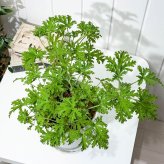PLANCHU ハーブ苗 センテッドゼラニウム モスキートバスター 6号鉢 受け皿付き 虫除け植物
