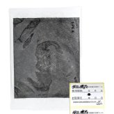 アース ダニ捕りシート ダニがホイホイ 10枚入り アース製薬 大容量パック まとめ買い 布団 ソファ ベッド カーペット ダニ対策 ダニ取り ダニ退治 防ダニ 駆除 誘引 粘着シート 赤ちゃん ベビー ペット 犬 猫 日本 (Made in Japan) #81251