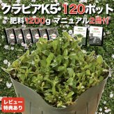 【肥料プレゼント中】 クラピア K5 薄桃品種 9cmポット苗  120鉢セット 有機入り一発果菜肥料1200gと植栽マニュアル付き イワダレソウ改良種 グランドカバー 植物 プランツ 薄ピンクの花 庭 屋上 緑化 K7と同程度の耐寒性 多年草 地被植物 ほふく性 下草 背が低い 宿根草