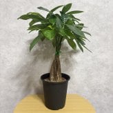 観葉植物 パキラ グラブラ 5本編み 5号 高さ約45cm マネーツリー 発財樹 縁起物 金運 風水 育てやすい 耐陰性 インテリア 玄関 リビング 新築祝い 開店祝い 開業祝い 移転祝い 周年祝い 引っ越し祝い 誕生日 お祝い ギフト プレゼント おしゃれ
